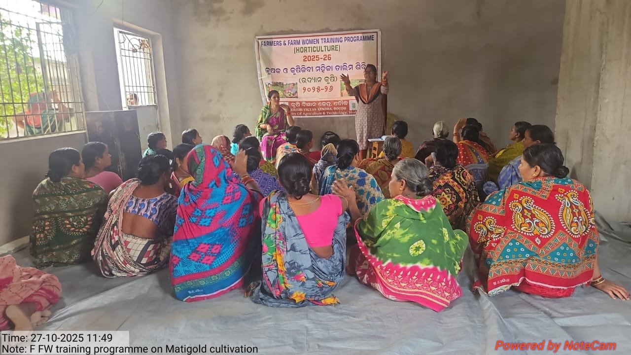 Training on Chrysanthemum farming